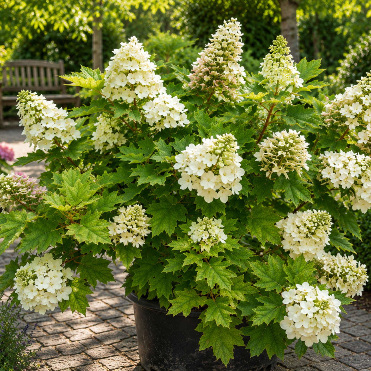 Obrázok Hortenzia dubolistá (Hydrangea quercifolia) 'ALICE' - výška 20-30 cm, kont. C2L
